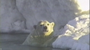 Link to: Nanuit miksaanut - regarding polar bears